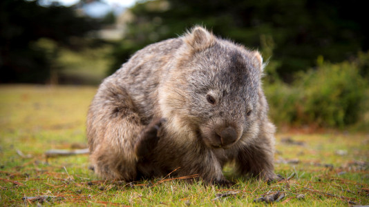 Tasmanien: Die Welt der Wombats